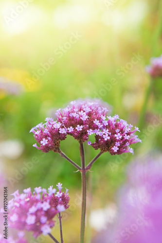 Delicate summer scene with purple verbena flowers blooming in garden