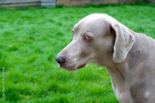Weimaraner in the garden
