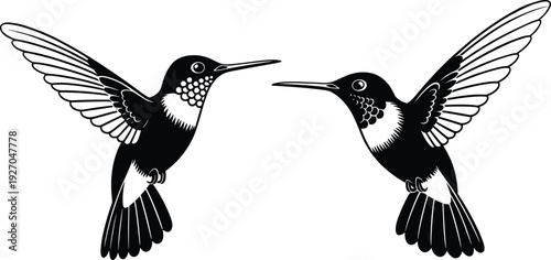 Elegant black and white vector illustration of two hummingbirds in flight with detailed feathers and long beaks isolated on a plain white background