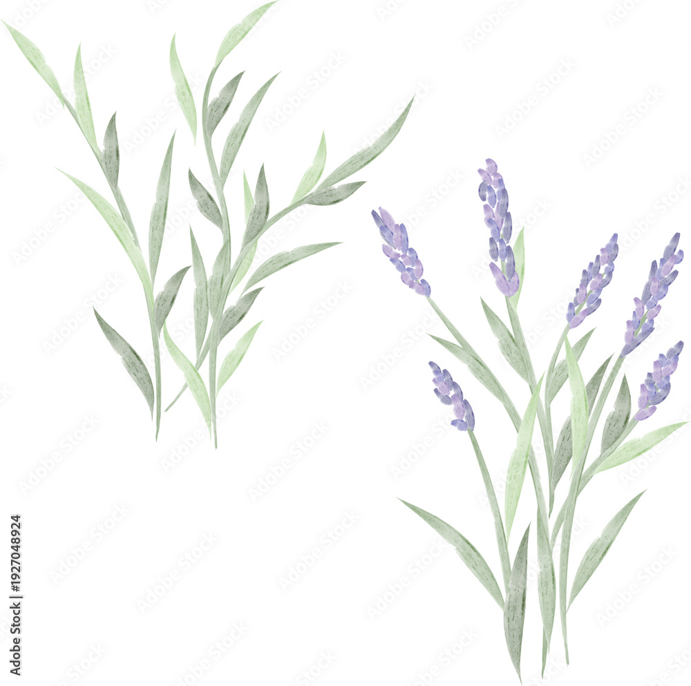 Fototapeta premium Hand-drawn watercolor lavender stems, artistic floral illustration, delicate bouquet, herbal botanical artwork, minimal style