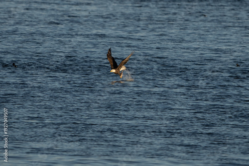 Bald Eagle in flight with a fish