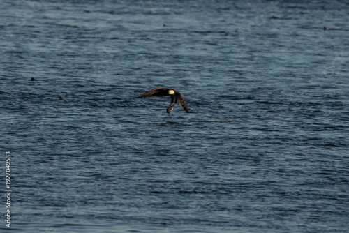 Bald Eagle in flight with a fish