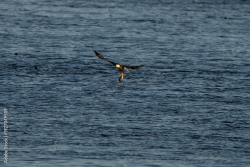 Bald Eagle in flight with a fish