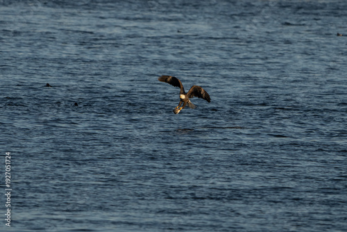 Bald Eagle in flight with a fish