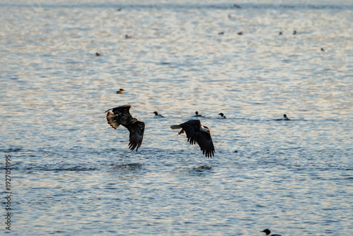 two Bald Eagle in flight