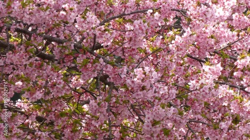 画面を埋め尽くす満開の桜「イズノオドリコ」のクローズアップ