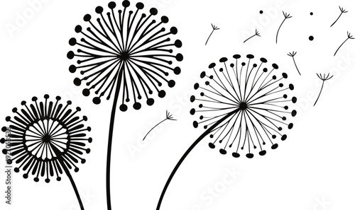 Black and white dandelion flowers blowing in the wind seeds
