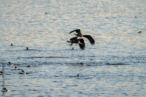 Two Bald Eagle in flight with a fish