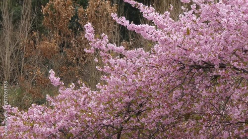 季節の移ろいを感じる満開の桜「イズノオドリコ」と冬の木立