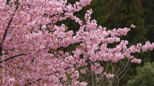 満開の桜「イズノオドリコ」の美しい枝振りと春の風景