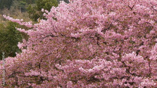 圧倒的な密度で咲き誇る満開の桜「イズノオドリコ」