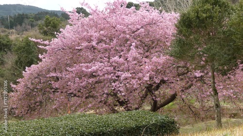 満開の桜「イズノオドリコ」の鮮やかな枝振りと春の風