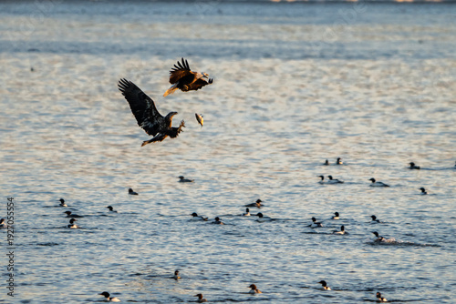 Two Bald Eagle in flight with a fish to passing over