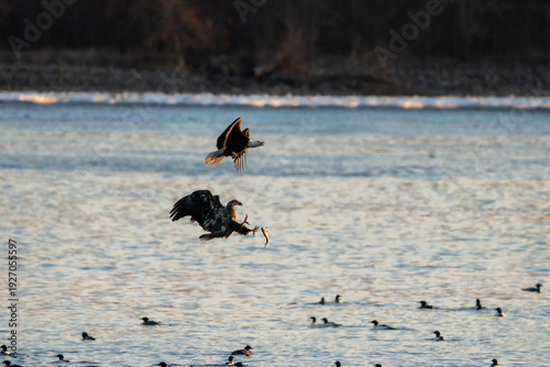 Two Bald Eagle in flight with a fish to passing over
