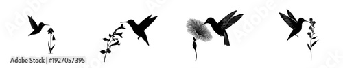 Elegant Silhouette of a Hummingbird in Flight