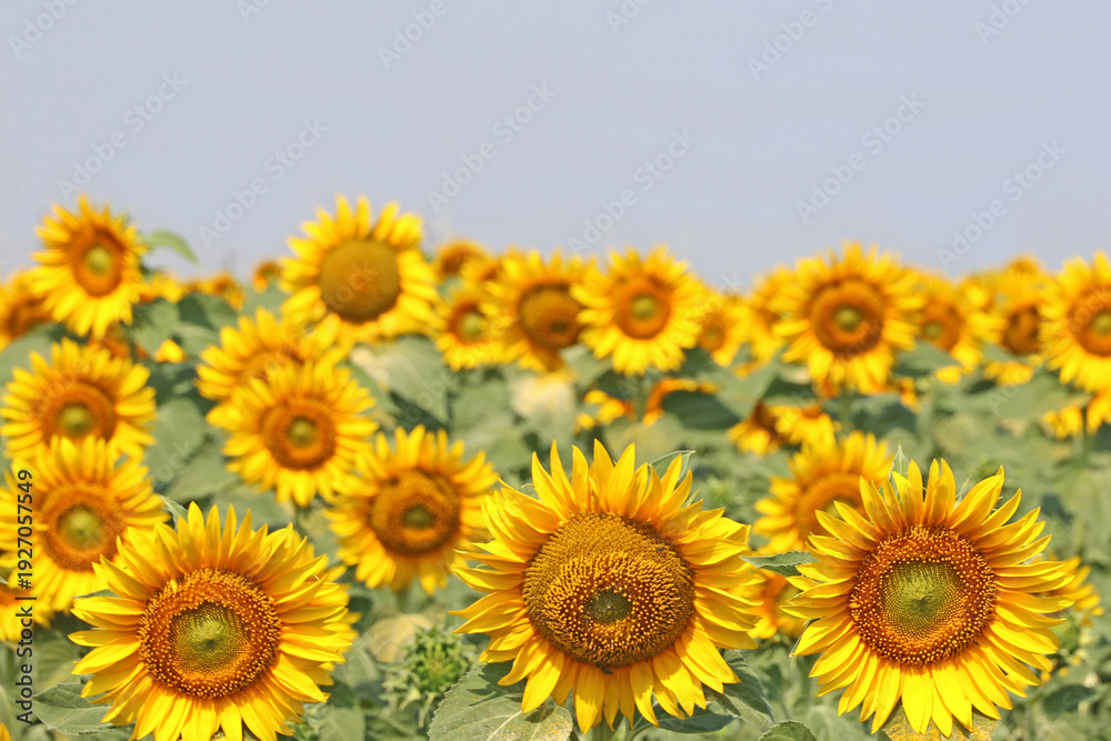 Obraz premium Sunflower field in Bulgaria in Summer 