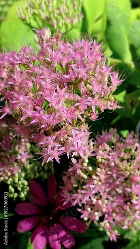 Honey bee collecting nectar on pink Orpine flowers (Hylotelephium telephium) in the garden