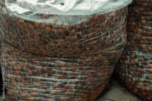 Fotografía Arabica coffee cherries are picked and then fermented for post-harvest processing