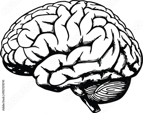 A detailed anatomical illustration of the human brain viewed from the left side.