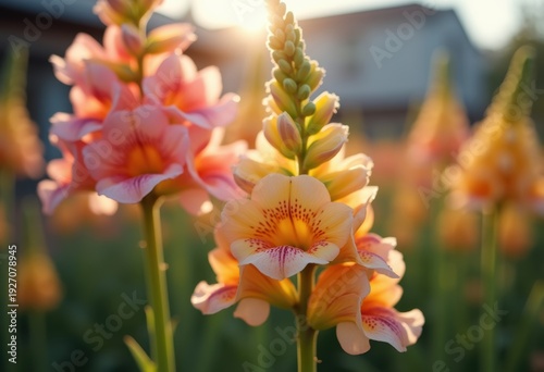 Striking Mouth-Shaped Blooms of Snapdragon Stand Out in a Concrete Jungle