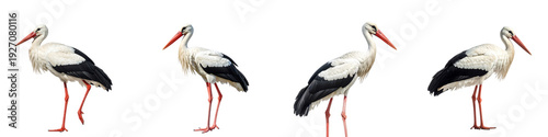 Four white storks in different poses isolated on transparent background