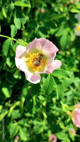 Honey bee pollinating a wild pink rose flower (Rosa canina) in bright sunlight