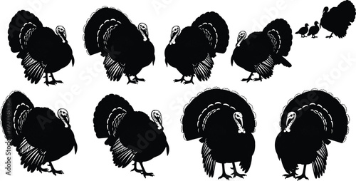 Turkey silhouette set with farm bird poultry family including hen and chicks in cad drawing flat vector illustration for Thanksgiving