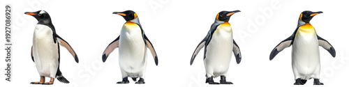 Four king penguins standing in different poses isolated on transparent background