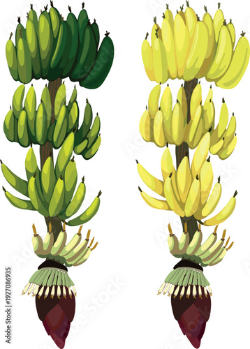 Unripe green and ripe yellow bananas, as well as the inflorescence of a banana plant. The process of banana fruit ripening