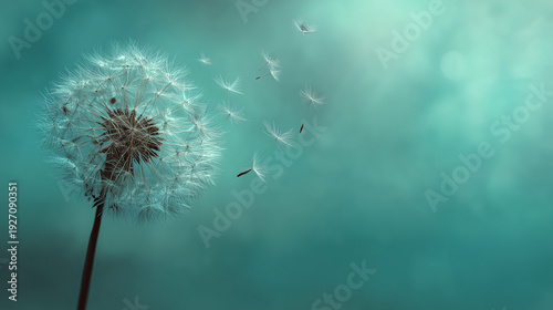 Dandelion seed head with seeds blowing away in the wind against a soft teal and turquoise background creating an ethereal and dreamy mood image