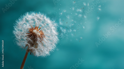Dandelion seed head with seeds blowing away in the wind against a soft teal and turquoise background creating an ethereal and dreamy mood image
