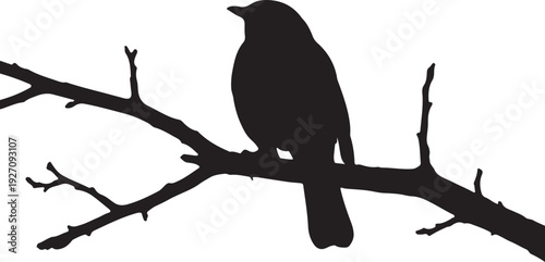 bird on a branch