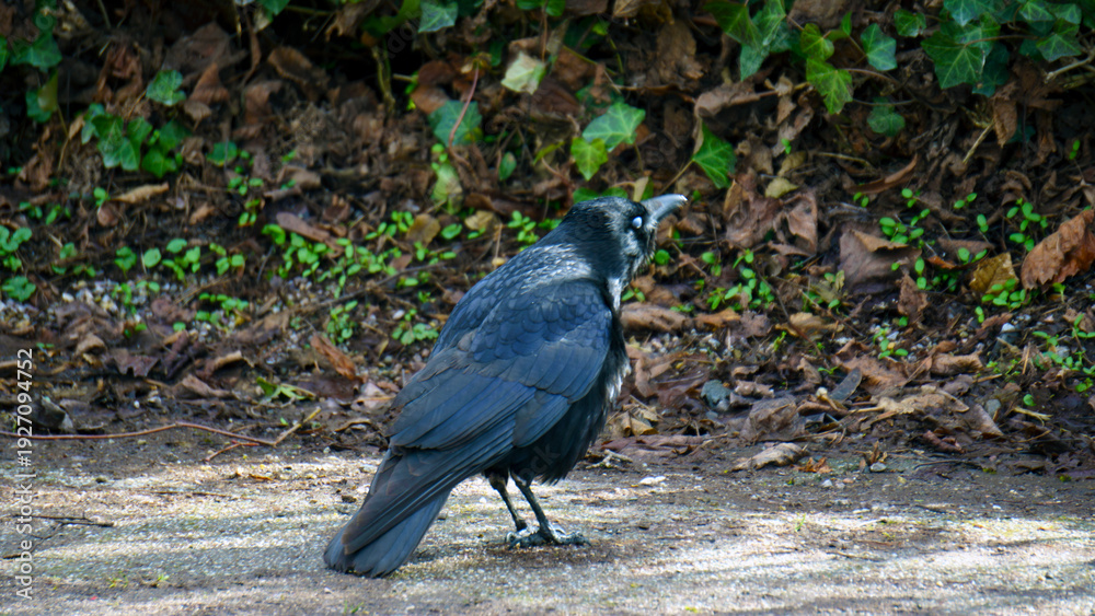 Fototapeta premium A black crow is seen perched on a tree branch and walking on the green grass below in a park setting. The bird’s dark feathers contrast with the bright foliage and lawn under natural daylight. The sce