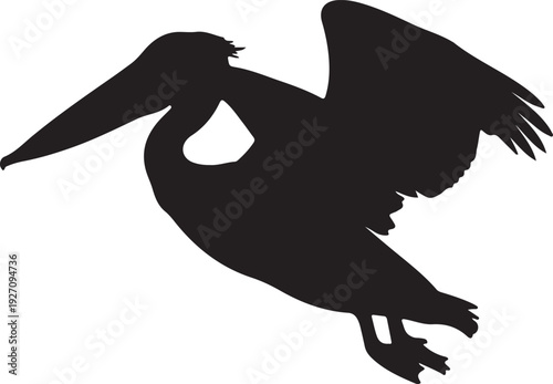 Pelican in silhouette on white background..