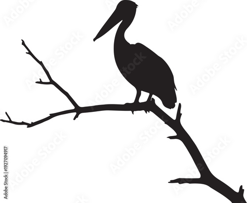  Pelican on branch in silhouette on white background..
