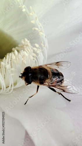 Hoverfly (Eristalis tenax) on a large white Echinopsis tubiflora cactus flower in bloom
