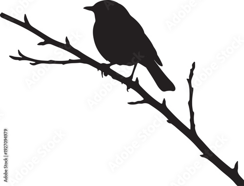 Robin on branch in silhouette white background.