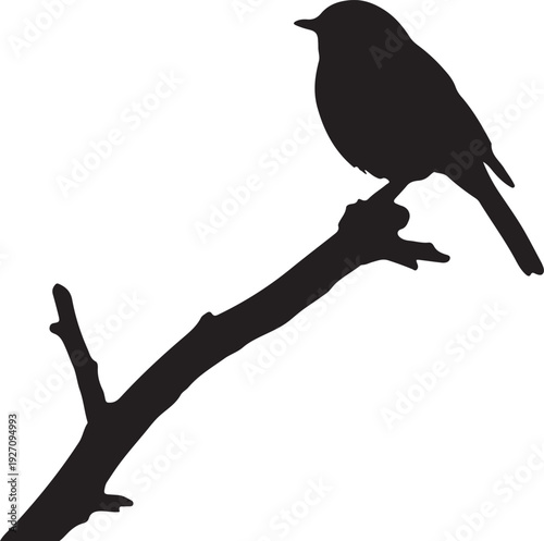 Robin on branch in silhouette white background. 