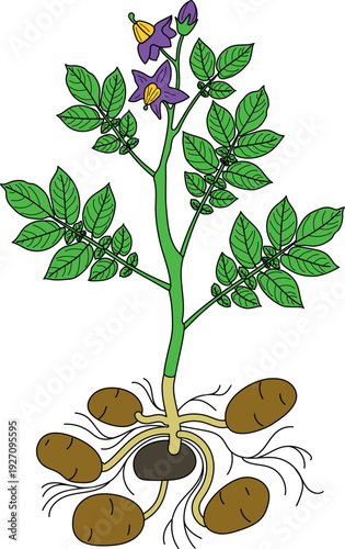 Flowering potato plant with tubers isolated on white background