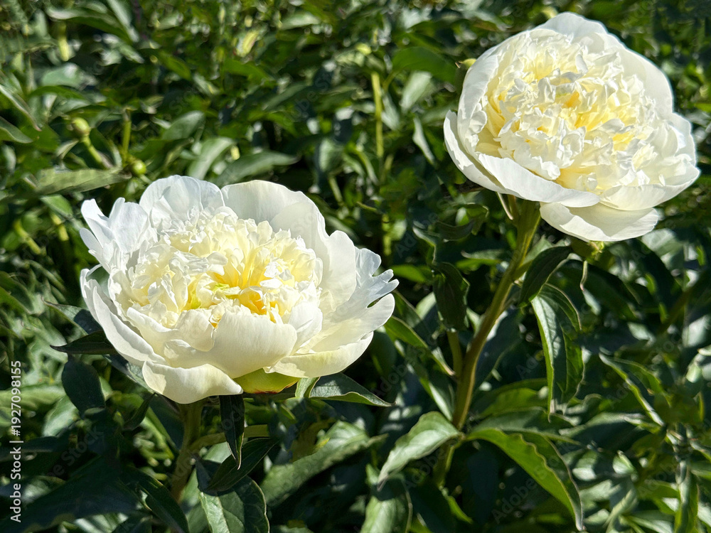 Obraz premium Peony paeonia lactiflora Solfatare white blooms.