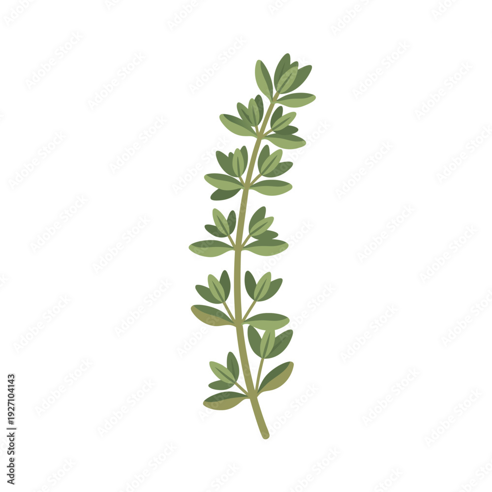 Fototapeta premium Illustration of fresh thyme herb with green leaves on a white background in botanical style