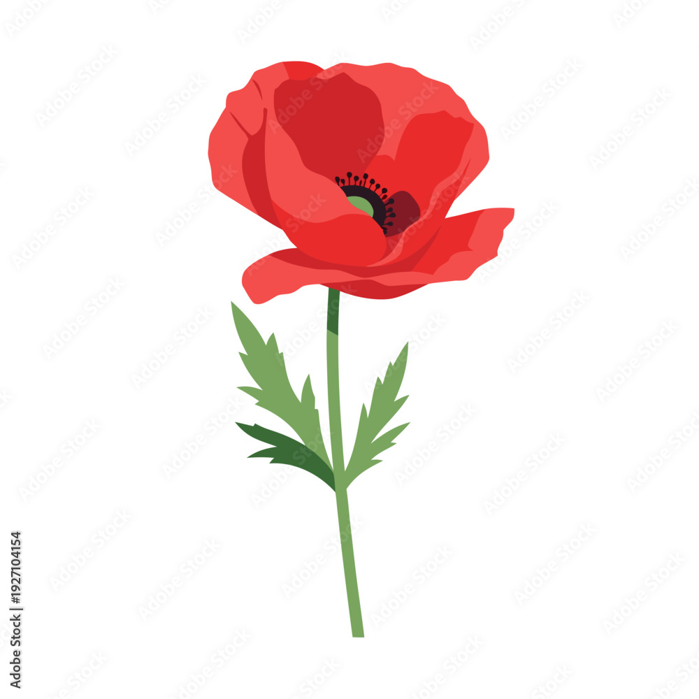 Obraz premium Vibrant red poppy flower with detailed petals and green leaves on white background illustrating natural beauty and botanical elegance