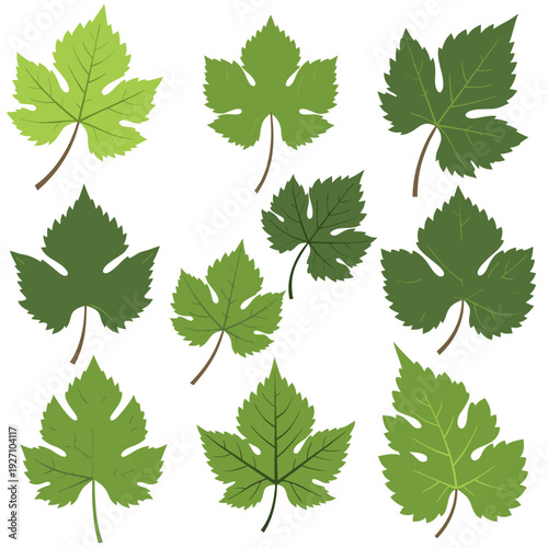 Collection of nine varieties of green grape leaves showcasing diverse shapes and shades in a botanical display