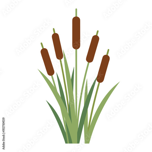 Illustration of cattail plant with brown flower spikes and green leaves in a stylized minimalist design on a white background