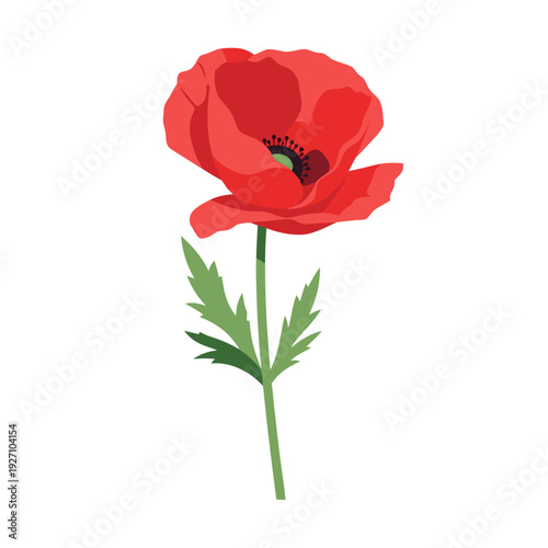 Vibrant red poppy flower with detailed petals and green leaves on white background illustrating natural beauty and botanical elegance