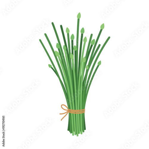 Bunch of fresh green chives with flower buds tied with twine on white background illustrating culinary herb and garnish