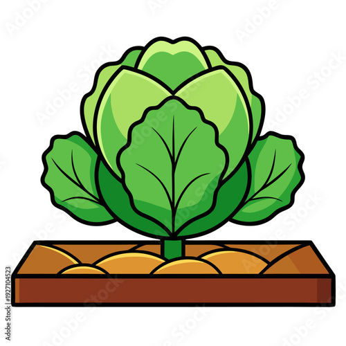 Vibrant green cabbage growing in garden bed illustration highlighting organic farming and sustainable agriculture