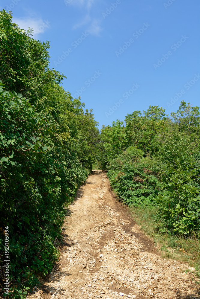 Naklejka premium A scenic dirt path through a vibrant green forest, leading to the horizon.