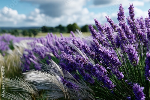 Vibrant lavender fields bloom under a cloudy sky in the countryside during daylight hours