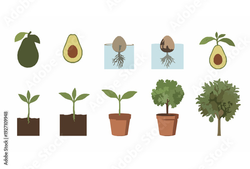Realistic Avocado Plant Development Stages Vector Set from Seed to Mature Tree